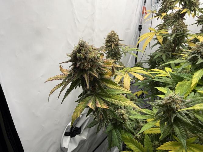 Gorilla Girl #2025. Week 15 - Day #105 F#67