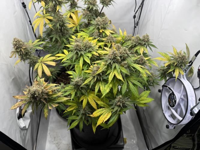 Gorilla Girl #2025. Week 15 - Day #105 F#67