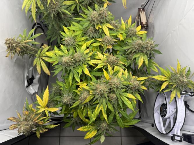 Gorilla Girl #2025. Week 15 - Day #105 F#67