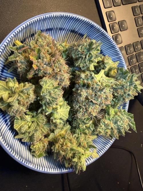 Gorilla Girl #2025. Week 15 - Day #105 F#67