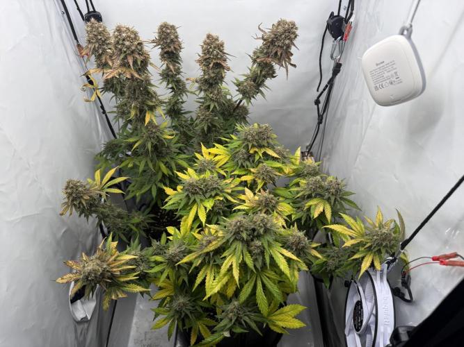 Gorilla Girl #2025. Week 15 - Day #106 F#68