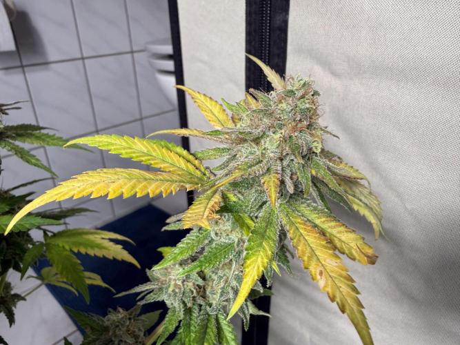 Gorilla Girl #2025. Week 15 - Day #106 F#68