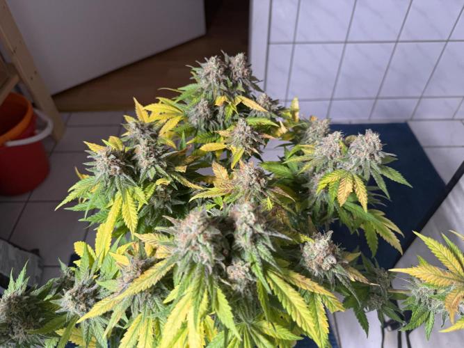 Gorilla Girl #2025. Week 15 - Day #106 F#68