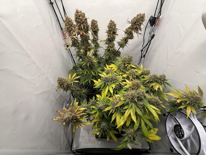 Raspberry Parfait #2025. Week 15 - Day #106 F#68