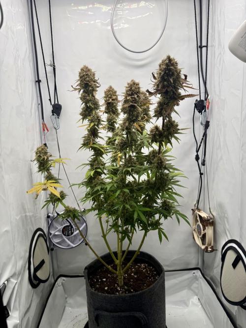 Raspberry Parfait #2025. Week 15 - Day #106 F#68