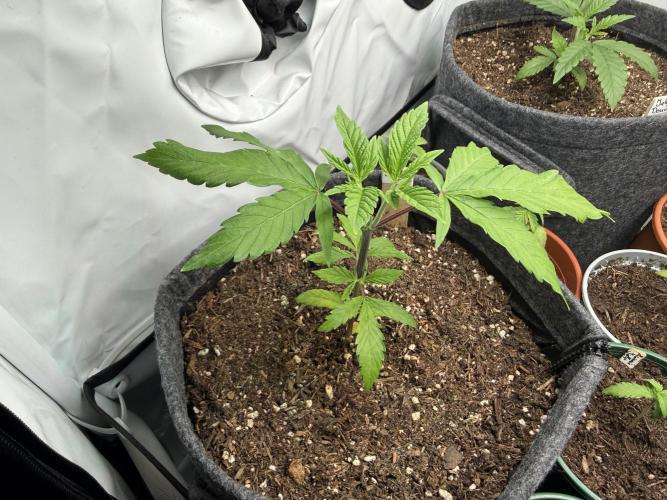 Pistachio #2025. Week 4 - Day #37