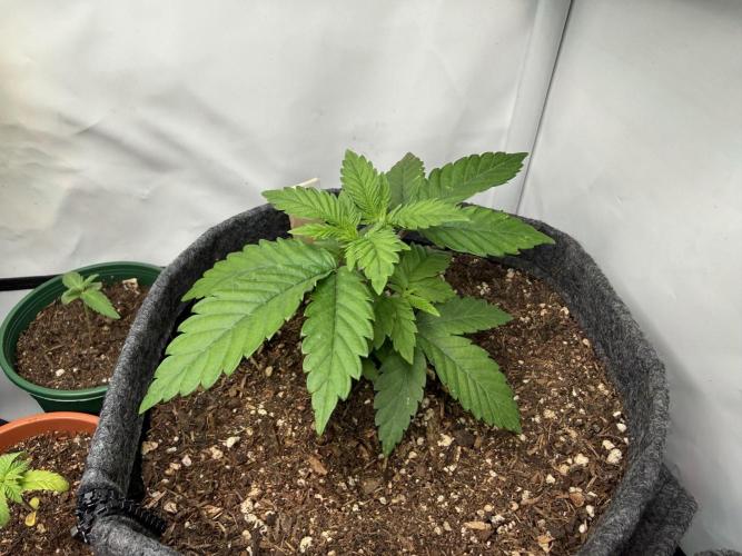 Orange Creampop #2025. Week 4 - Day #37