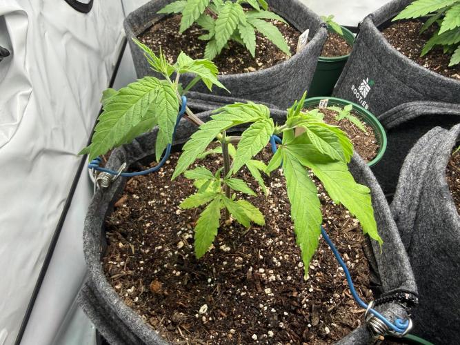 Pistachio #2025. Week 4 - Day #40