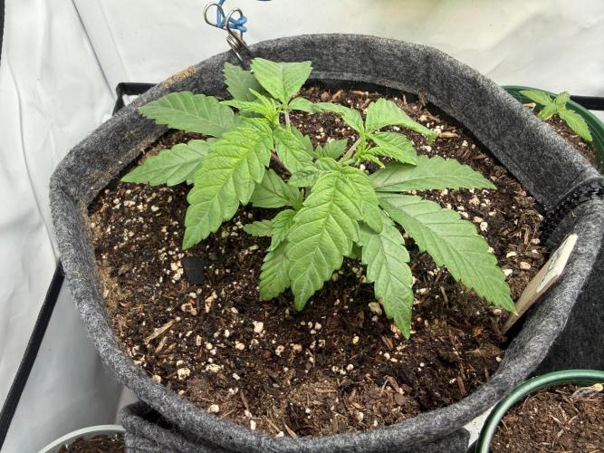 Jelly Donutz #2025. Week 4 - Day #40