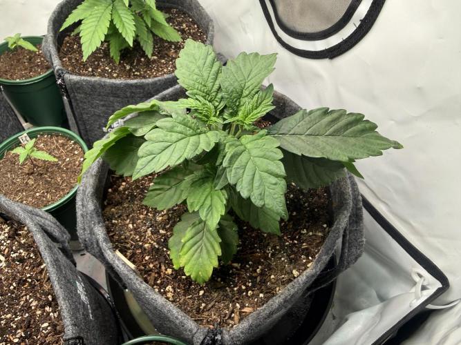 G.S. Cookies #2025. Week 4 - Day #40