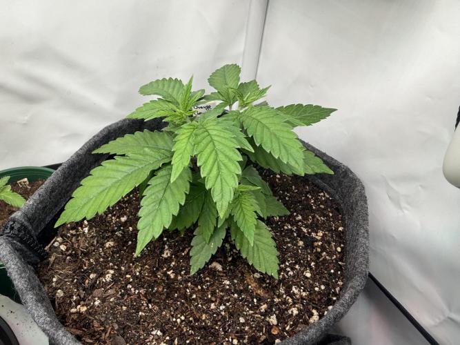 Orange Creampop #2025. Week 4 - Day #40