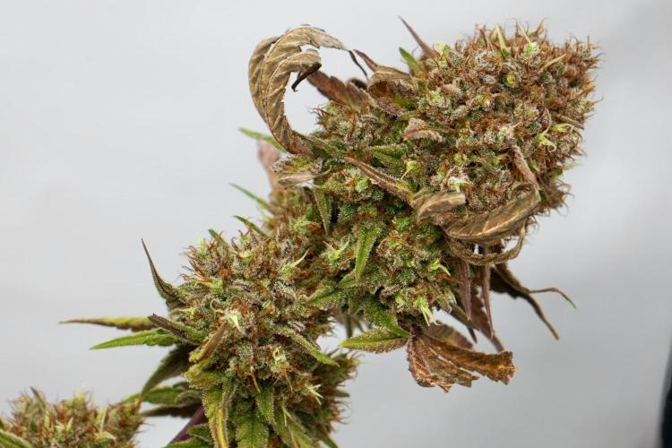 Raspberry Parfait #2025. Week 16 - Day #109 F71