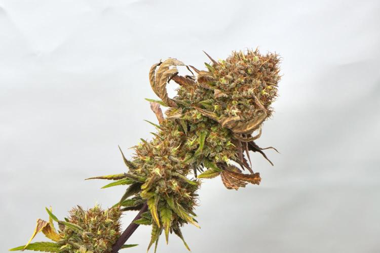 Raspberry Parfait #2025. Week 16 - Day #109 F71