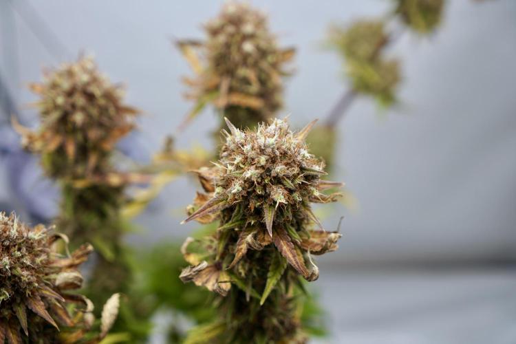 Raspberry Parfait #2025. Week 16 - Day #109 F71