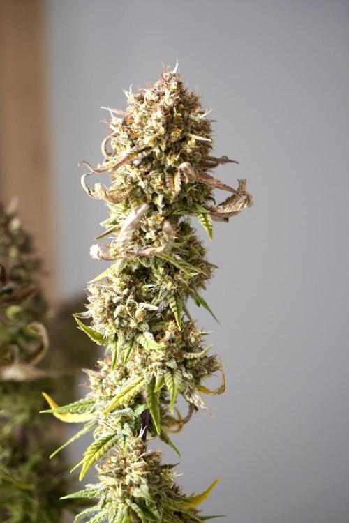 Raspberry Parfait #2025. Week 16 - Day #109 F71