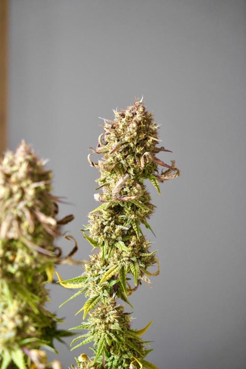 Raspberry Parfait #2025. Week 16 - Day #109 F71