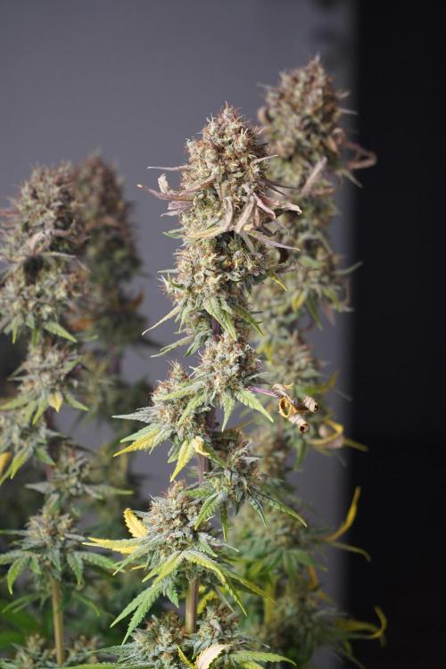 Raspberry Parfait #2025. Week 16 - Day #109 F71