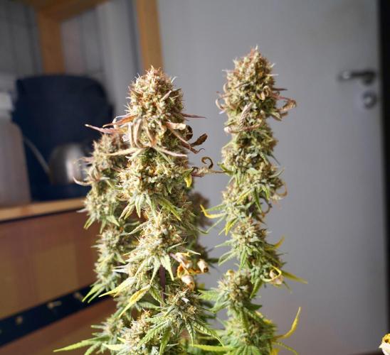 Raspberry Parfait #2025. Week 16 - Day #109 F71