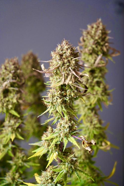 Raspberry Parfait #2025. Week 16 - Day #109 F71