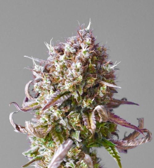 Raspberry Parfait #2025. Week 16 - Day #109 F71