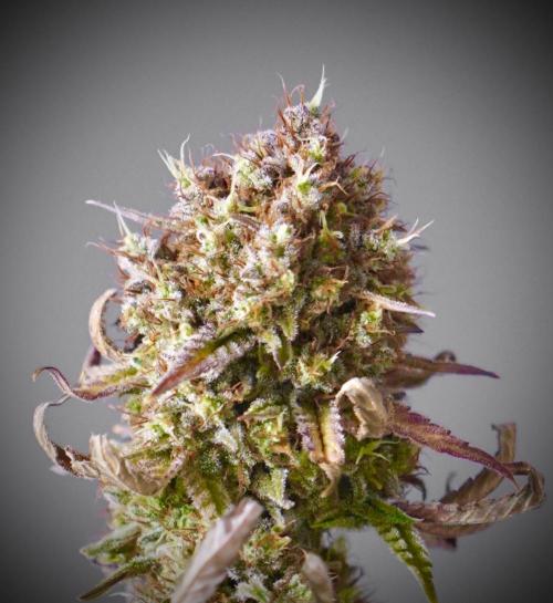 Raspberry Parfait #2025. Week 16 - Day #109 F71