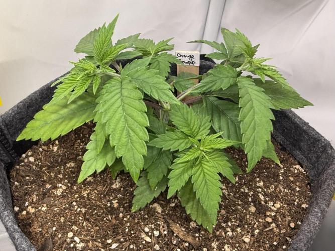 Orange Creampop #2025. Week 5 - Day #42