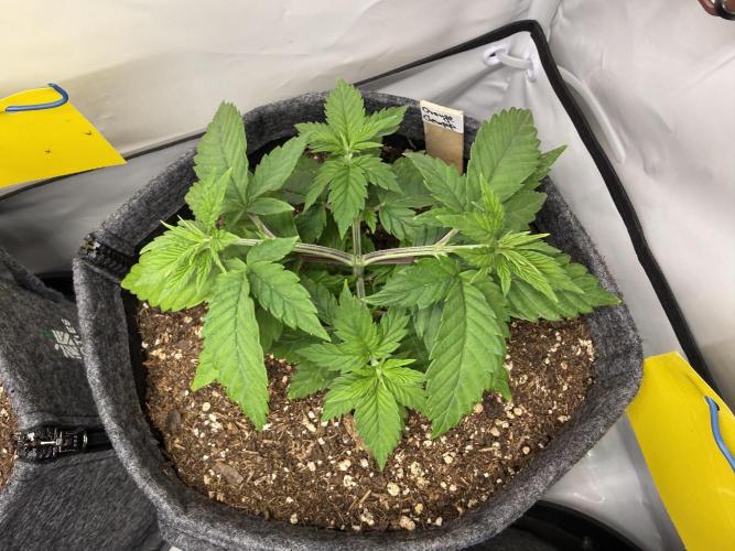 Orange Creampop #2025. Week 5 - Day #42