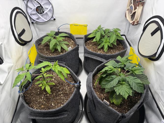 Orange Creampop #2025. Week 5 - Day #42