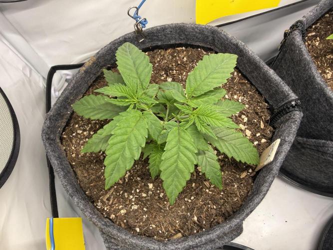 Jelly Donutz #2025. Week 5 - Day #42