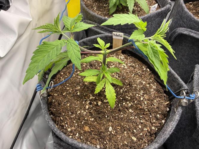 Pistachio #2025. Week 5 - Day #42