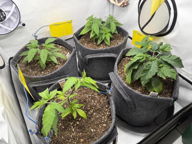 Pistachio #2025. Week 5 - Day #42