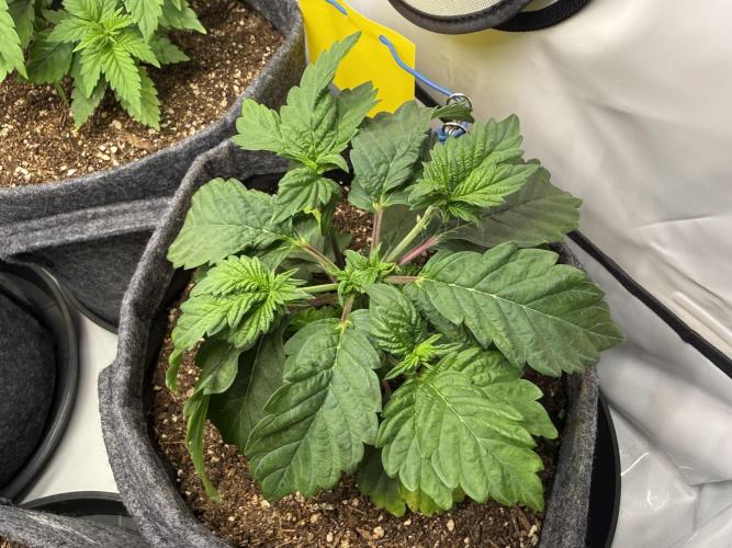 G.S. Cookies #2025. Week 5