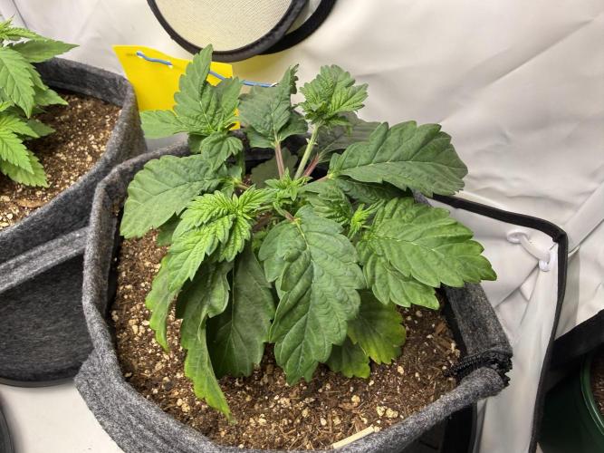 G.S. Cookies #2025. Week 5