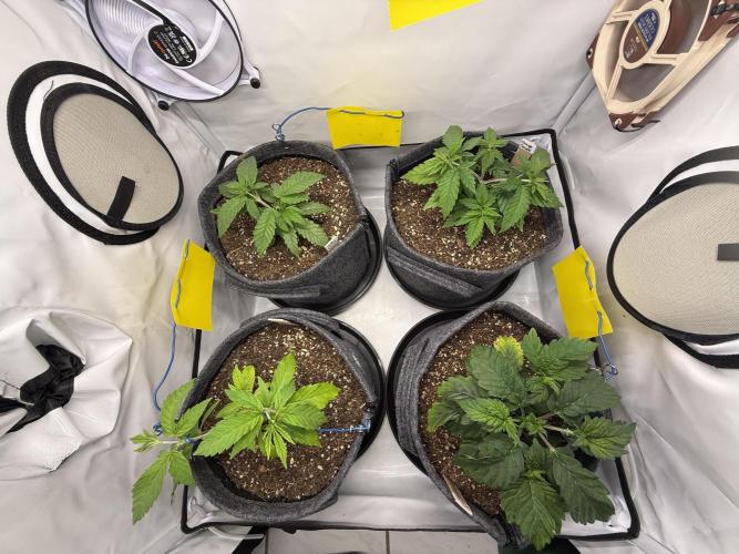 G.S. Cookies #2025. Week 5