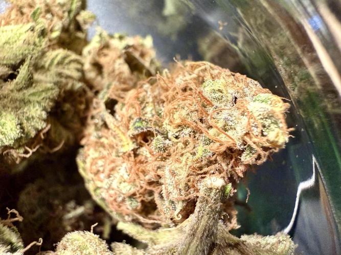 Gorilla Girl #2025. Week 16 - Day #109 F#71