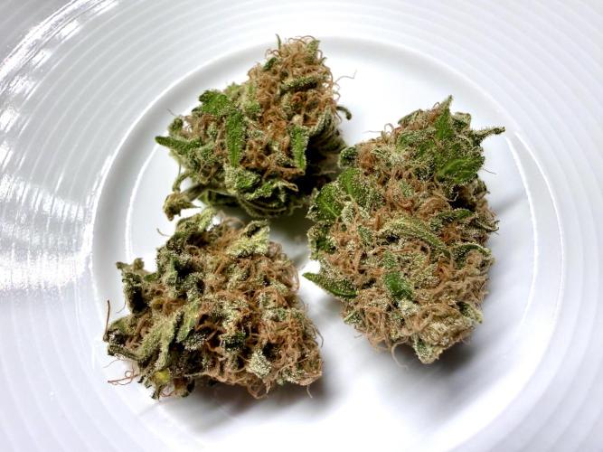 Gorilla Girl #2025. Week 16 - Day #109 F#71