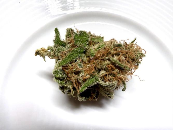 Gorilla Girl #2025. Week 16 - Day #109 F#71