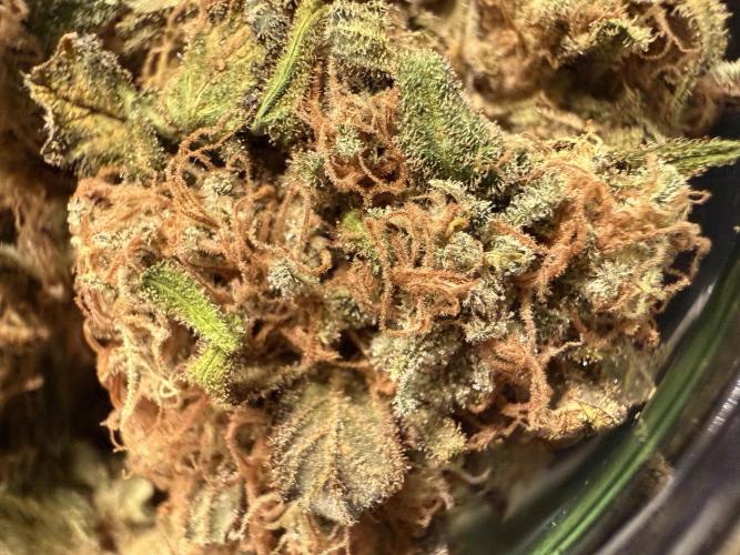 Gorilla Girl #2025. Week 16 - Day #109 F#71