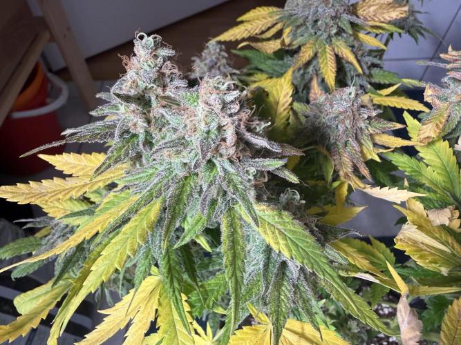 Gorilla Girl #2025. Week 16 - Day #109 F#71