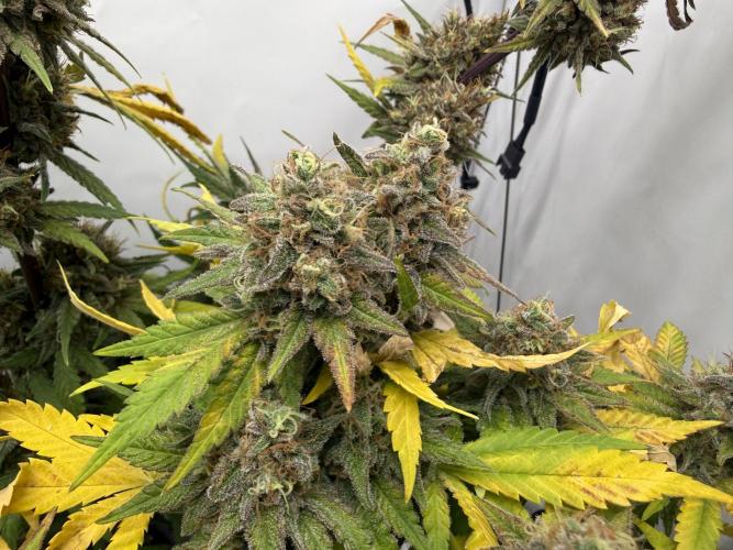 Gorilla Girl #2025. Week 16 - Day #109 F#71