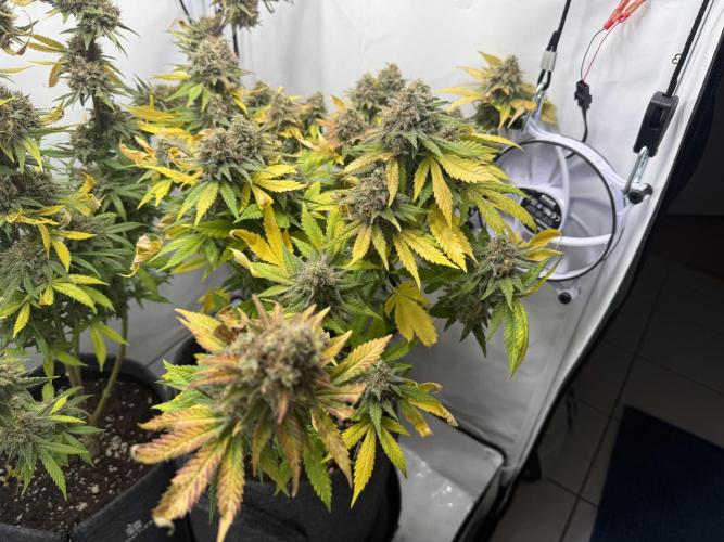 Gorilla Girl #2025. Week 16 - Day #109 F#71