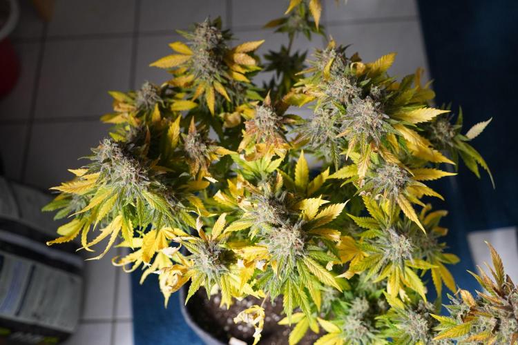 Gorilla Girl #2025. Week 16 - Day #109 F#71