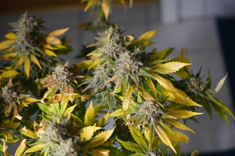 Gorilla Girl #2025. Week 16 - Day #109 F#71