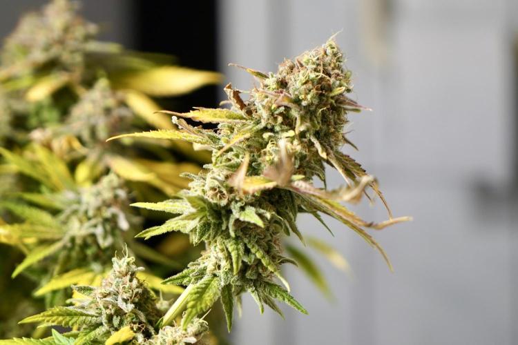 Gorilla Girl #2025. Week 16 - Day #109 F#71