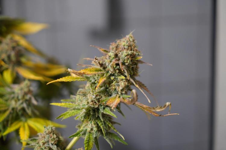 Gorilla Girl #2025. Week 16 - Day #109 F#71