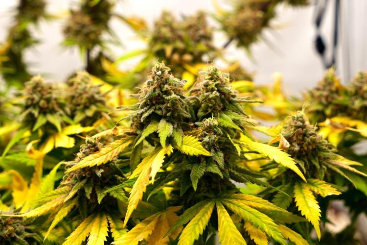 Gorilla Girl #2025. Week 16 - Day #109 F#71