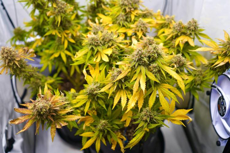 Gorilla Girl #2025. Week 16 - Day #109 F#71