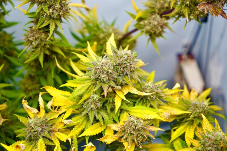 Gorilla Girl #2025. Week 16 - Day #109 F#71