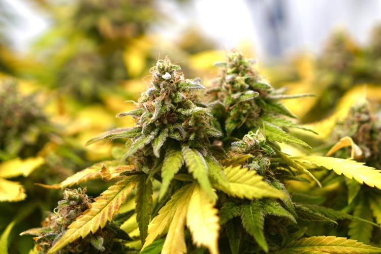 Gorilla Girl #2025. Week 16 - Day #109 F#71