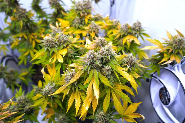 Gorilla Girl #2025. Week 16 - Day #109 F#71